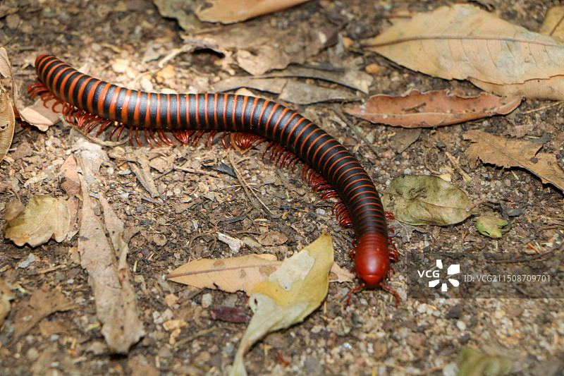 千足虫图片素材