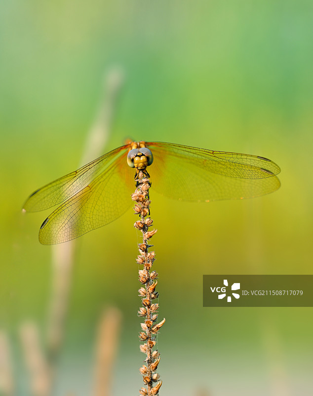 黄蜻图片素材
