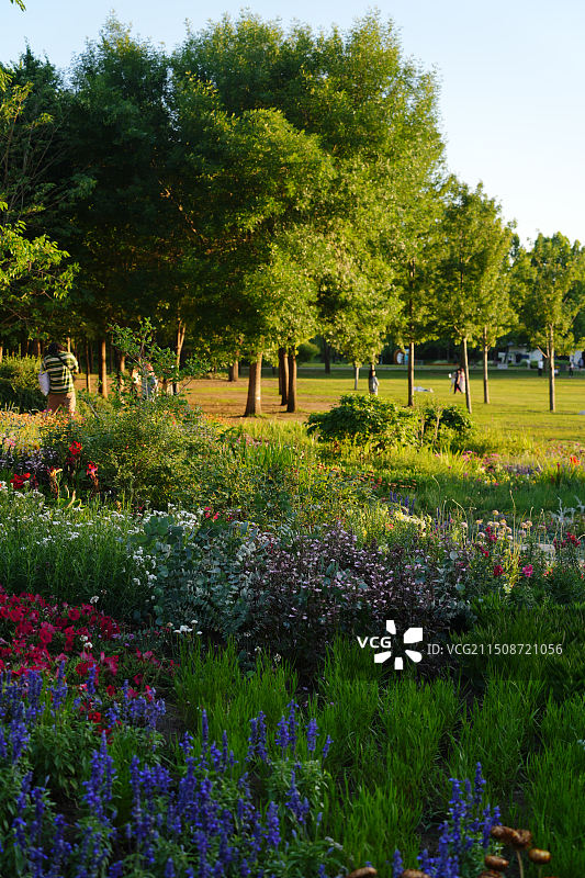 北京海淀公园，淀园花谷，花丛，莫奈花园图片素材