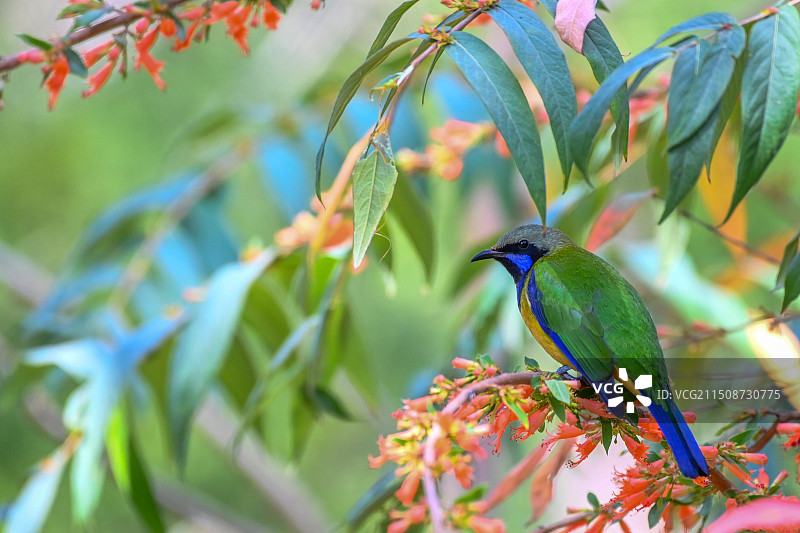 虾子花上的橙腹叶鹎图片素材
