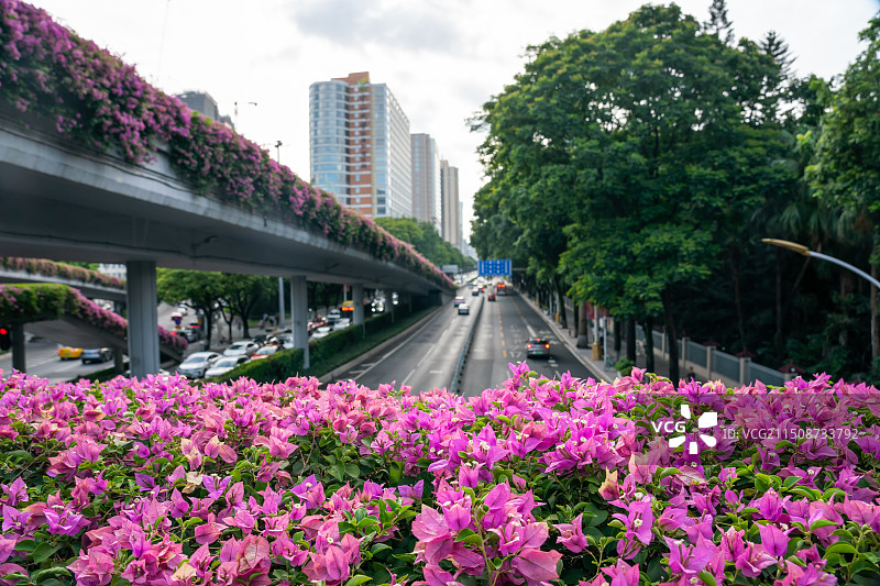 城市街道边立交桥上的杜鹃花图片素材