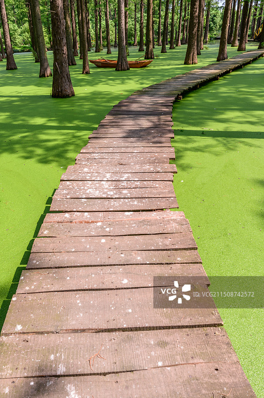 扬州绿洋湖水上森林木板桥图片素材