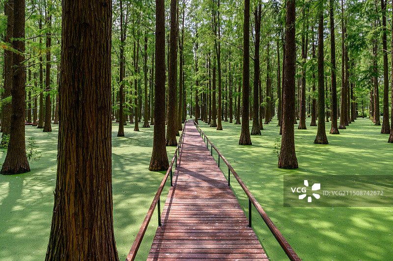 扬州绿洋湖水上森林内部路图片素材