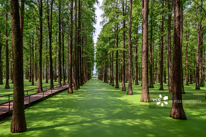 扬州绿洋湖水上森林内部路图片素材