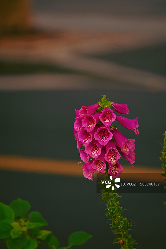 毛地黄图片素材