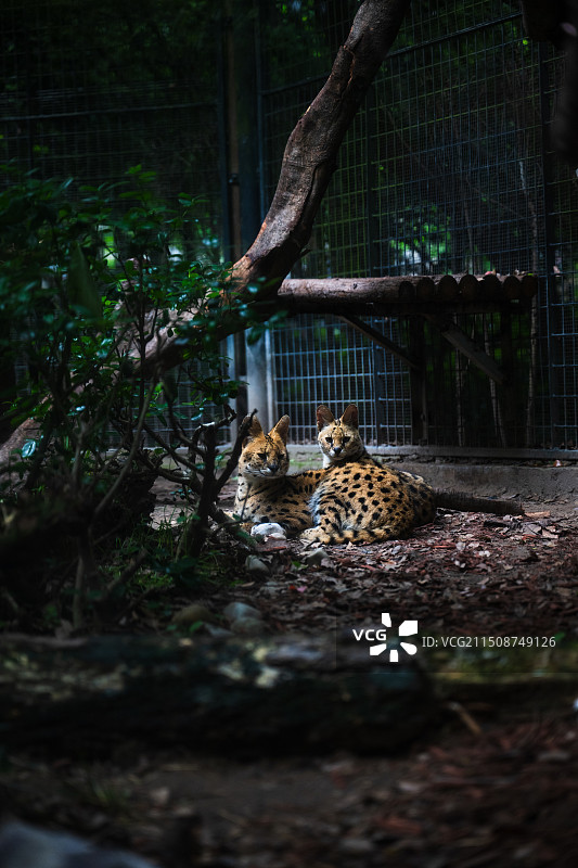 两只薮猫，上海动物园图片素材