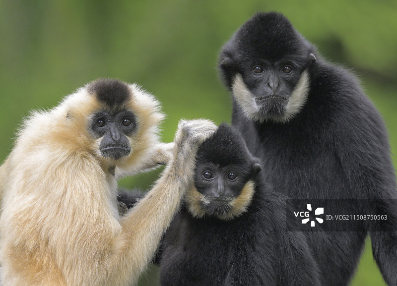 一家三口（白颊长臂猿）图片素材