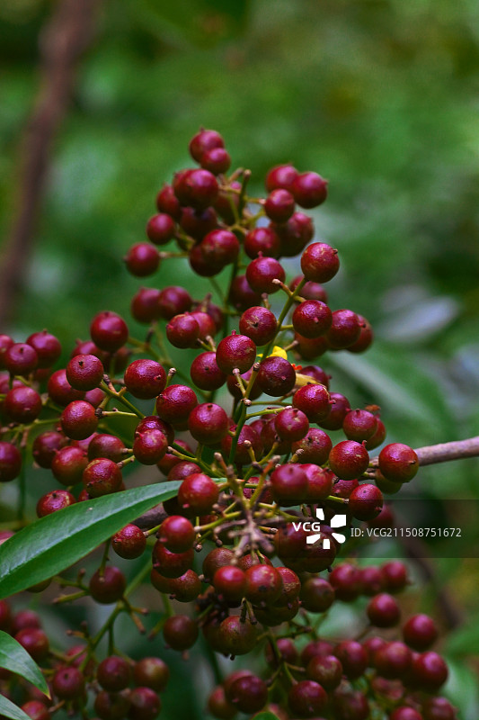 南天竹图片素材