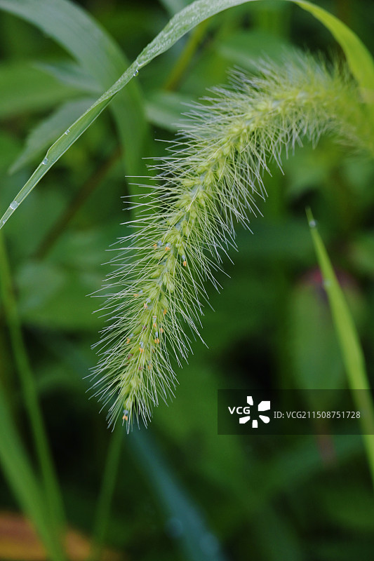 狗尾草图片素材