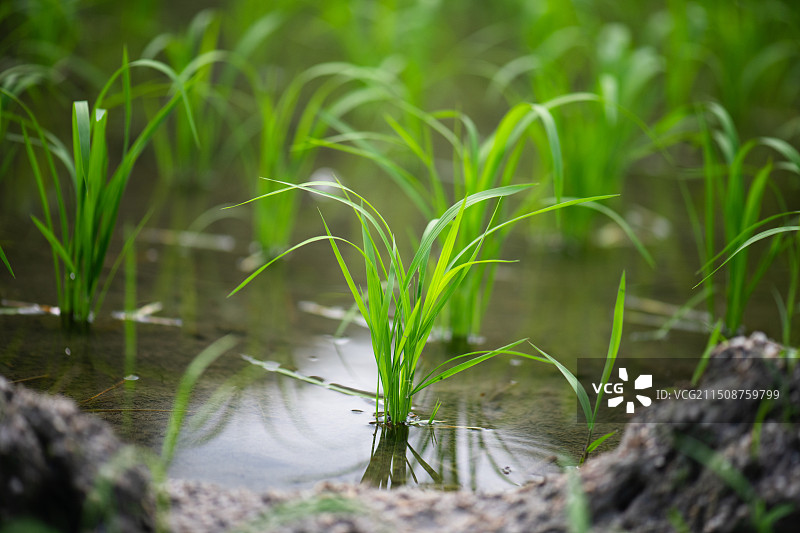 农业发展水稻种植，秧苗健康生长。图片素材