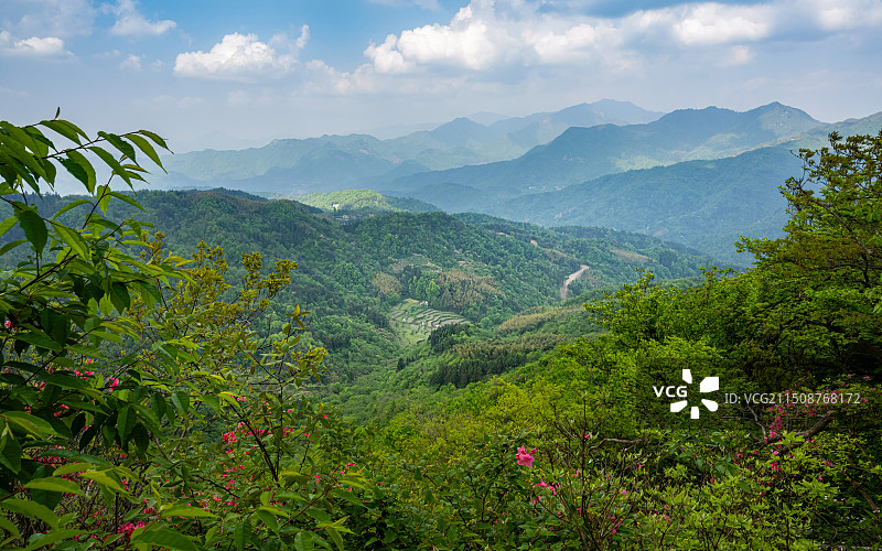 黄狮寨的杜鹃时节，金寨.安徽.中国2024春图片素材