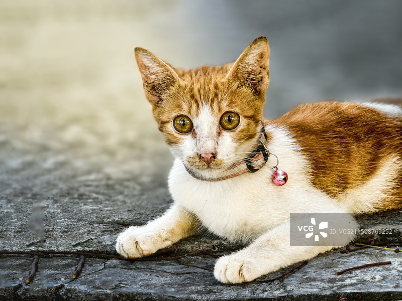 神气的小猫咪图片素材