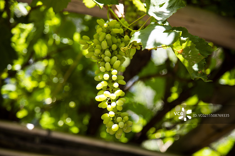 新疆吐鲁番葡萄沟图片素材