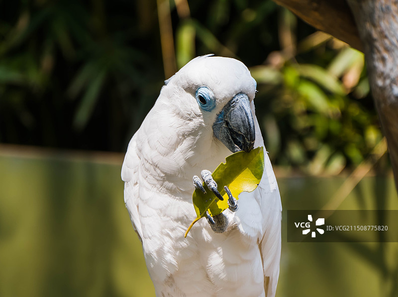 吃树叶的白鹦鹉图片素材