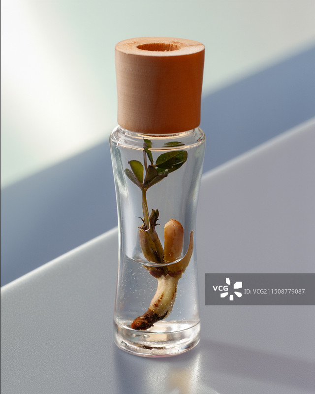 桌子上罐子里的植物特写镜头图片素材