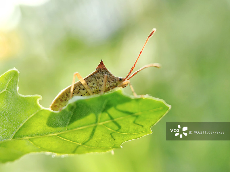 静观其变的蝽图片素材