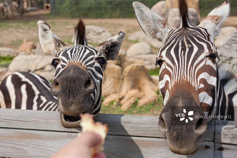 大连森林动物园里的斑马特写镜头图片素材