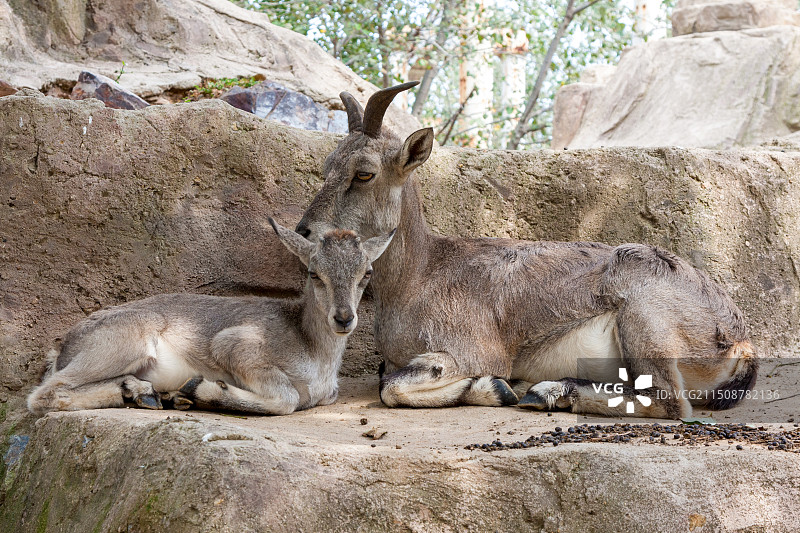大连森林动物园的山羊图片素材