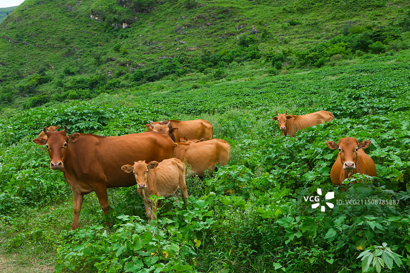 动物主题，黄牛，中国贵州省安顺市关岭县北盘江罗秧河放牧图片素材