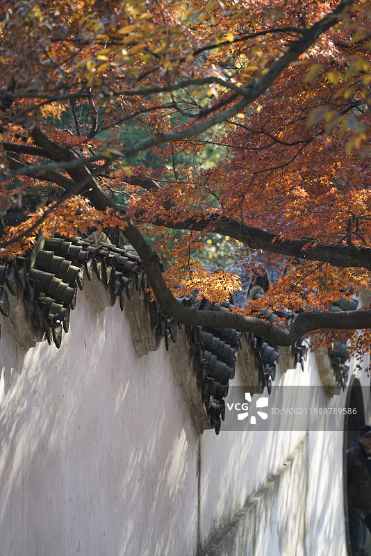 苏州虎丘红色枫叶白墙马头墙园林图片素材