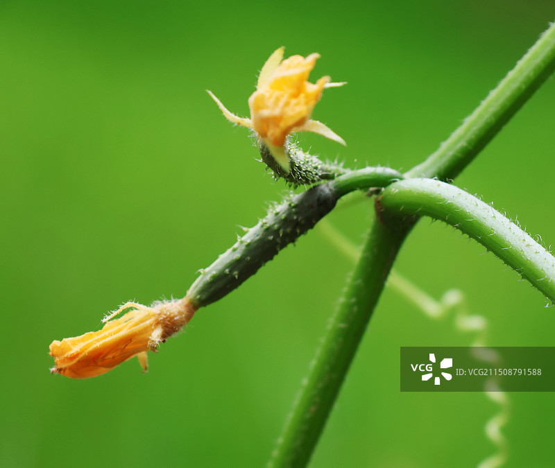 小黄瓜图片素材