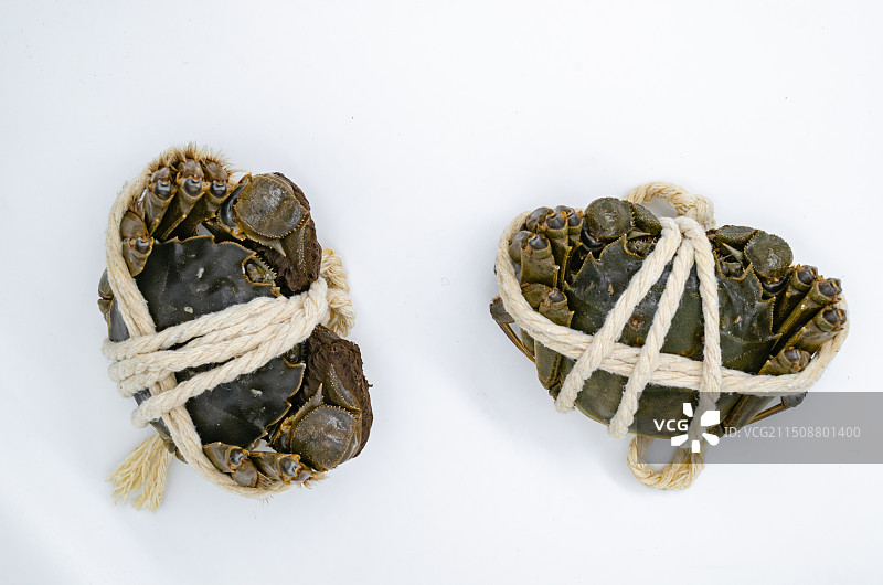 中国海产海鲜农副产品拍摄主题，被白色绳子捆绑绑定阳澄湖大闸蟹螃蟹，室内无人影棚拍摄图像摄影图片素材