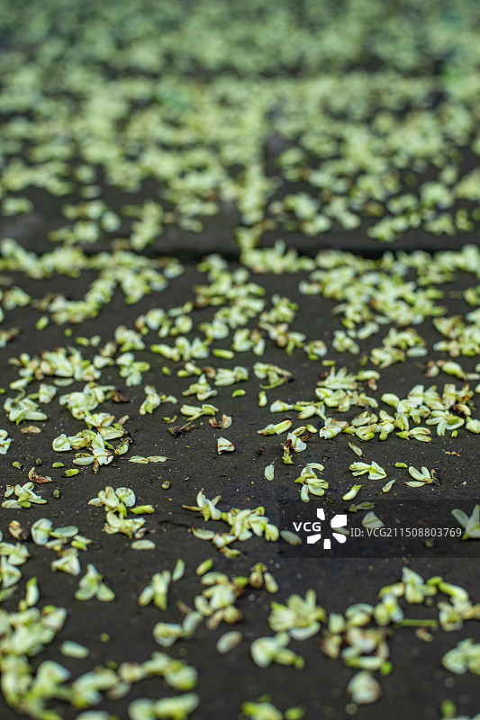 中国自然风光峪景区建筑拍摄主题,自然公园步行道路遍地落下的洋槐树槐花，户外白昼无人图像摄影图片素材