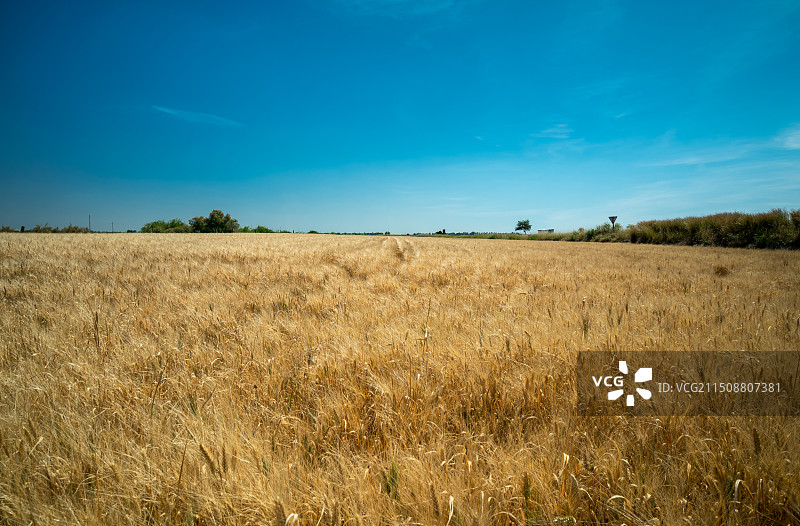 西班牙塞维利亚麦田图片素材