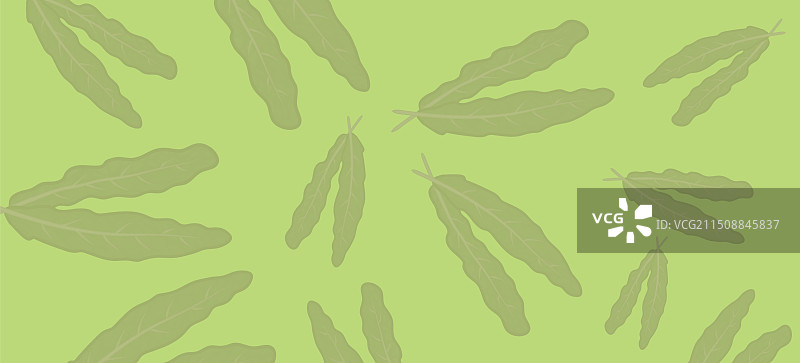 羽衣甘蓝叶子banner背景图片素材