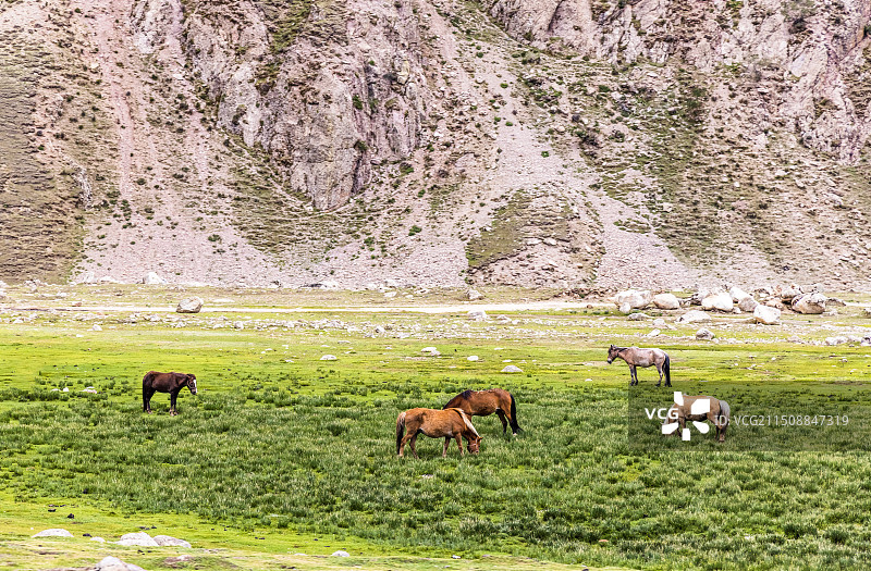 南山放牧图片素材