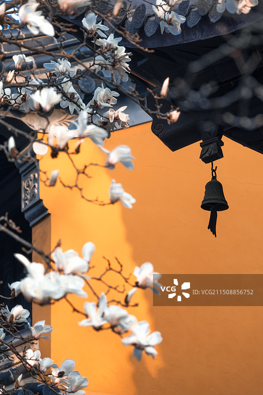 南京灵谷寺玉兰图片素材