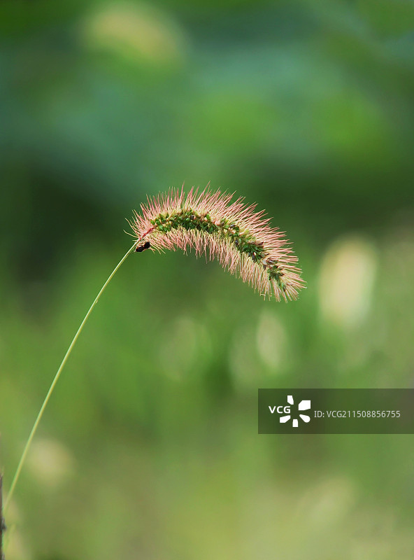 风中摇曳的狗尾草图片素材