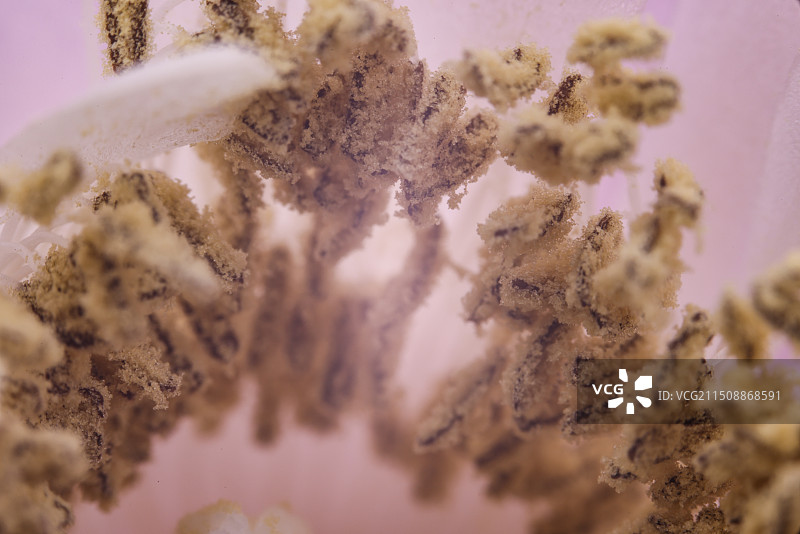 仙人球花花蕊图片素材