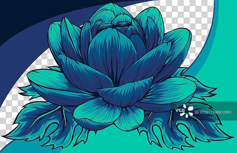 孤立的睡莲花照片图片素材