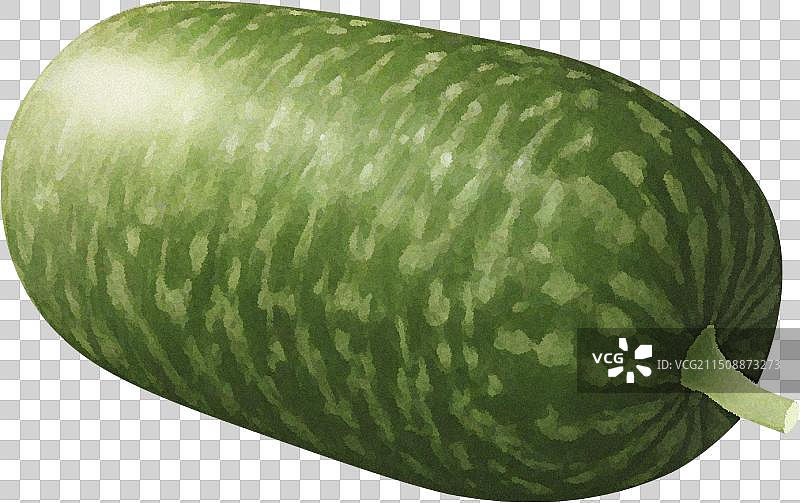 自然纯天然健康蔬菜食品绿色有机冬瓜插画元素图片素材
