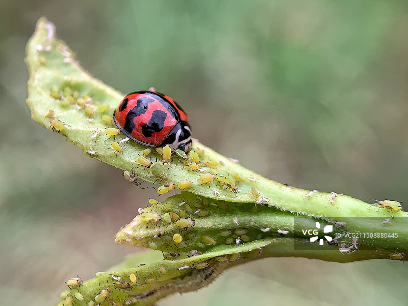 和平共处图片素材