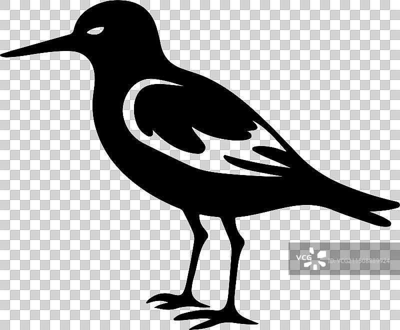 白色背景上的矶鹬剪影图片素材