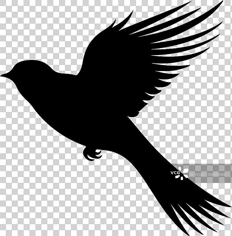 白色背景上的飞鸟轮廓图片素材