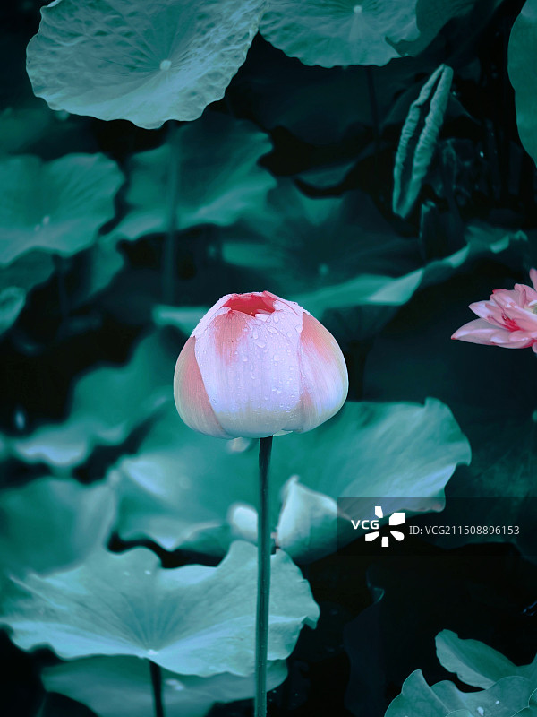 荷花映景图片素材