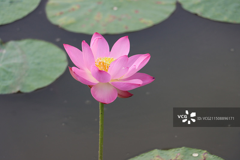 东丽湖自然艺苑荷花飘香图片素材