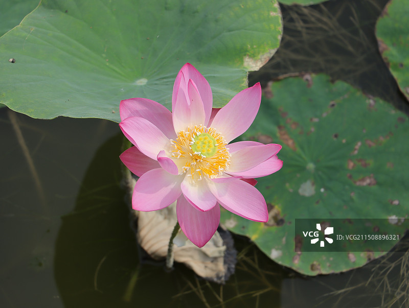 东丽湖自然艺苑荷花飘香图片素材