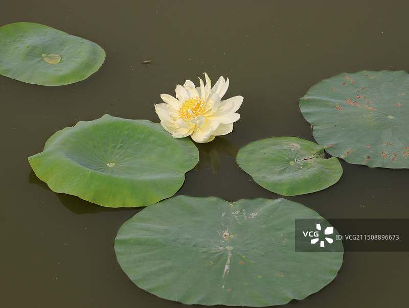 东丽湖自然艺苑荷花飘香图片素材