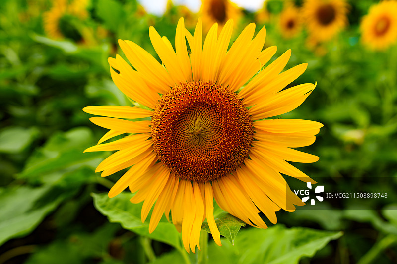 广州塔下都向日葵开了图片素材