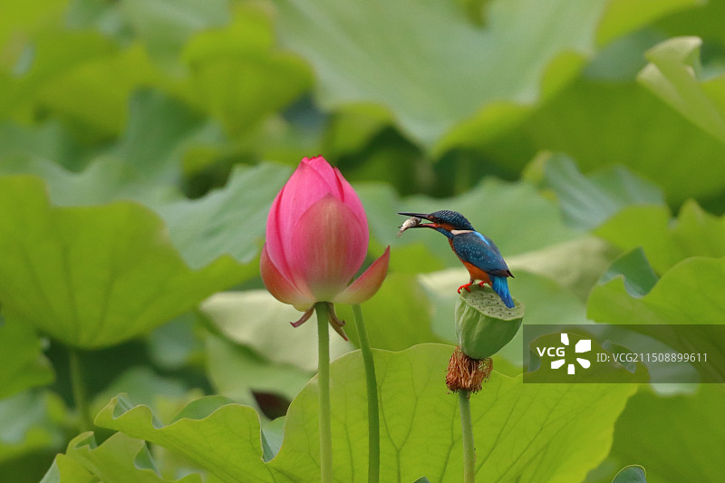 小翠，夏荷图片素材