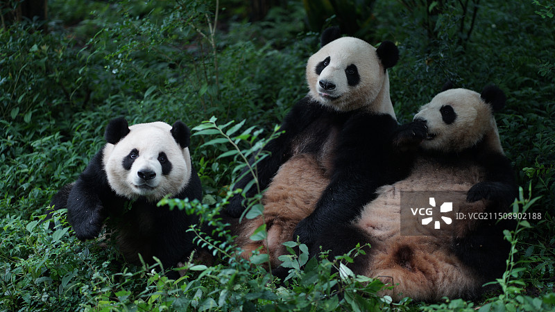 四川大熊猫图片素材