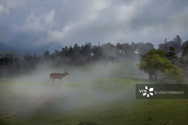 云雾中的老秃顶图片素材