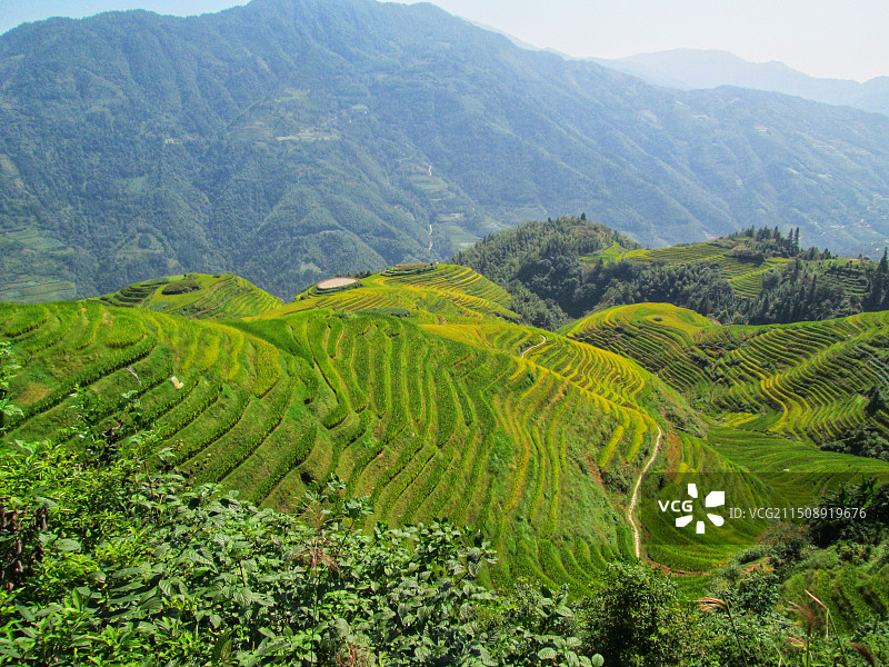 桂林龙脊梯田初秋景色图片素材