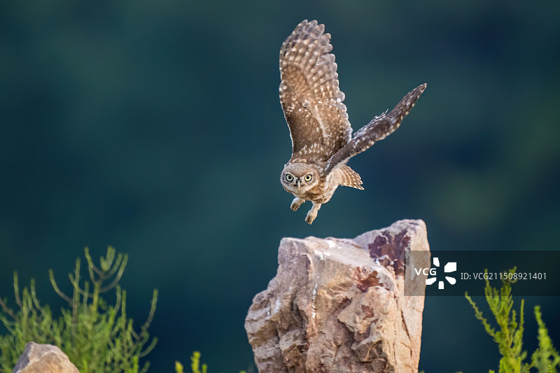纵纹腹小鸮图片素材