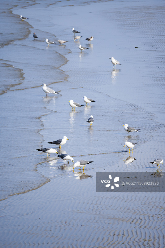 大海沙滩海鸥栖息飞翔生态保护图片素材