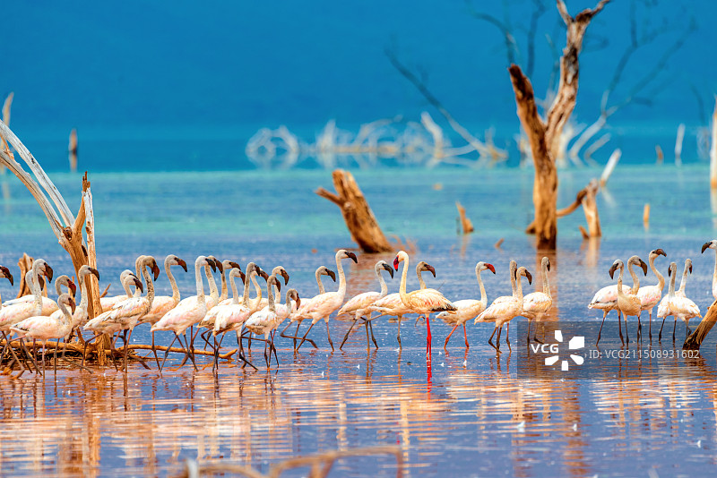 非洲肯尼亚博格里亚湖的火烈鸟图片素材
